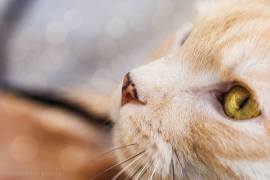 Katze
